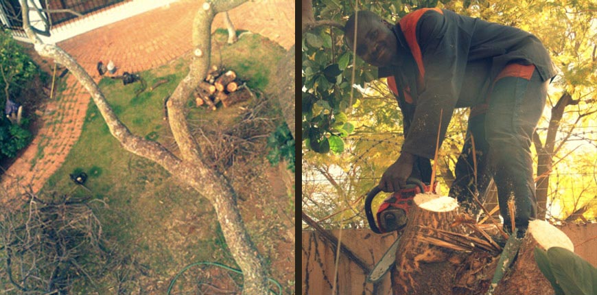 DM Tree Felling at work cutting trees.