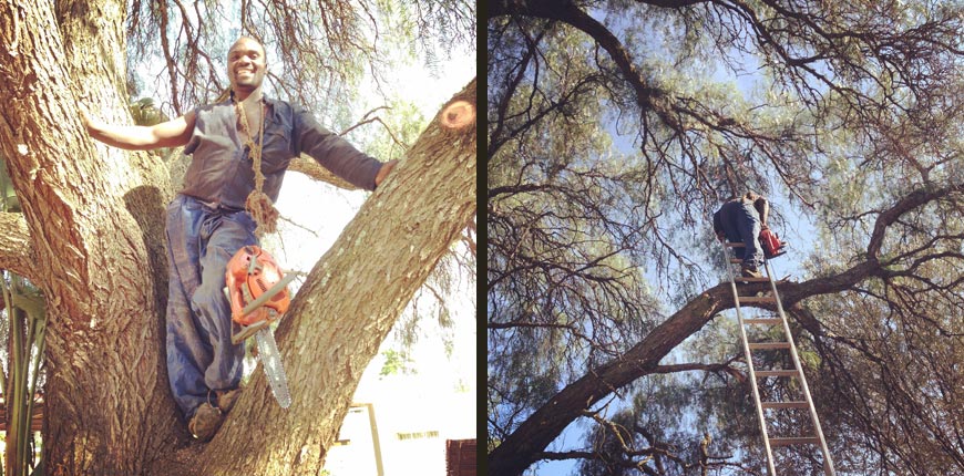 DM Tree Felling contact us